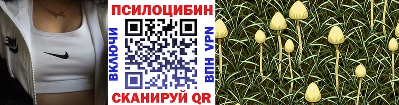 Купить где  Нестеров  Галлюциногенные грибы GOLDEN TEACHER 